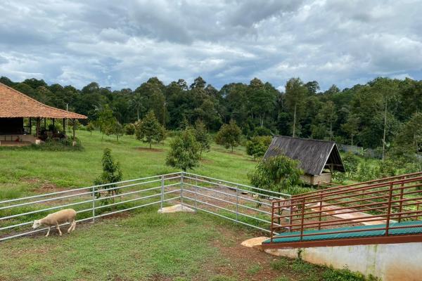 Peternakan & Kebun Kami
